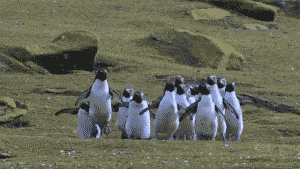 gif of a group of penguins chasing a butterfly
