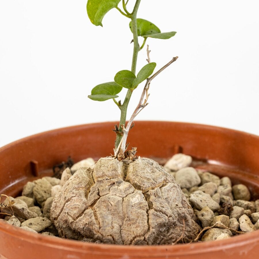 Dioscorea elephantipes