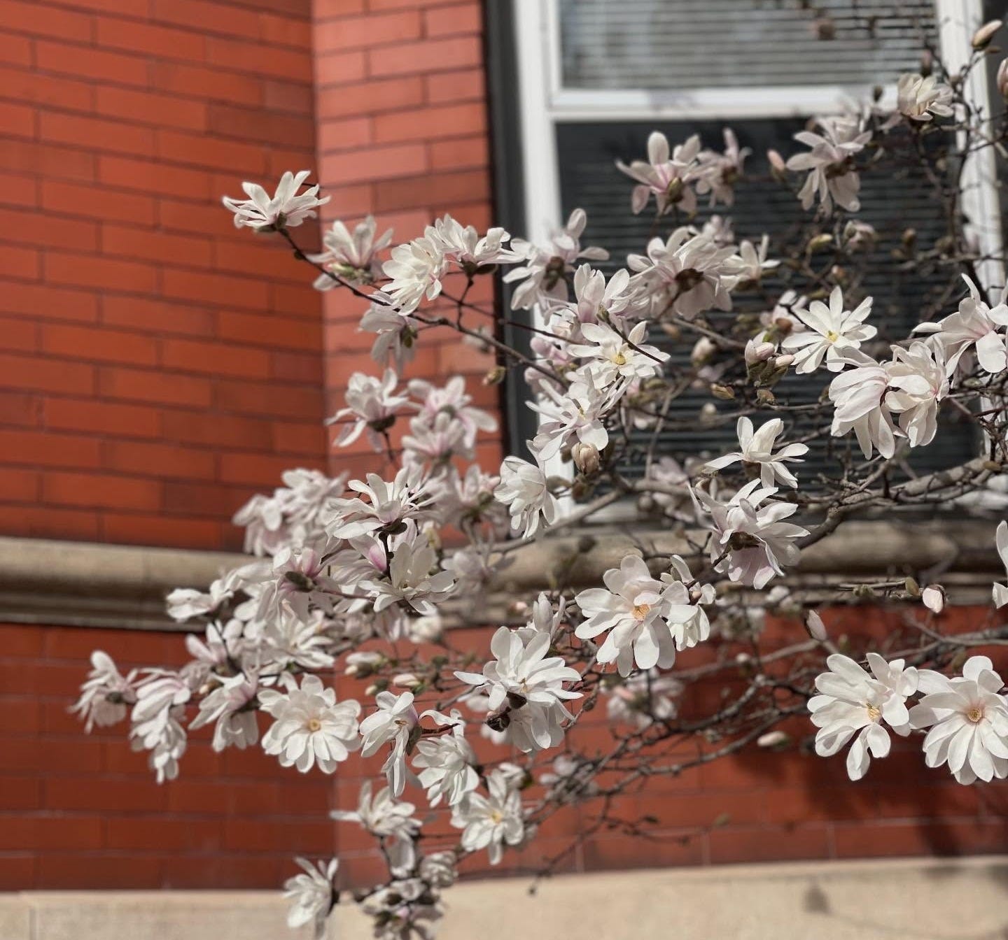 May be an image of stone-fruit tree, shadbush, brick wall and text