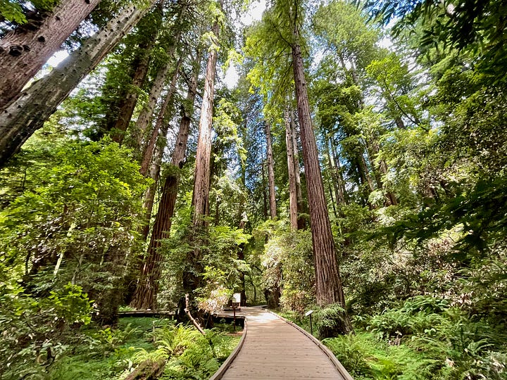 A gallery of images showing a roboticized garbage bin on wheels, the ClusterDuck protocol booth, and a series of Duck units mailed to me by the wonderful team at Owl Technologies, and the redwoods in Muir Woods.