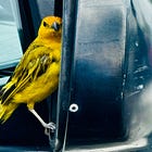 Traffic noise increases aggressive behavior in territorial songbirds