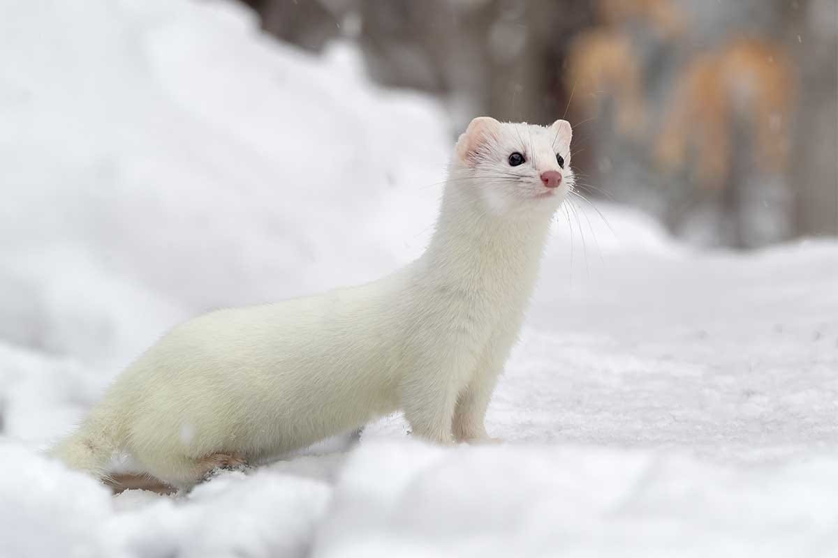 Meet the White Mountain Ermine - Mt Washington Valley Vibe