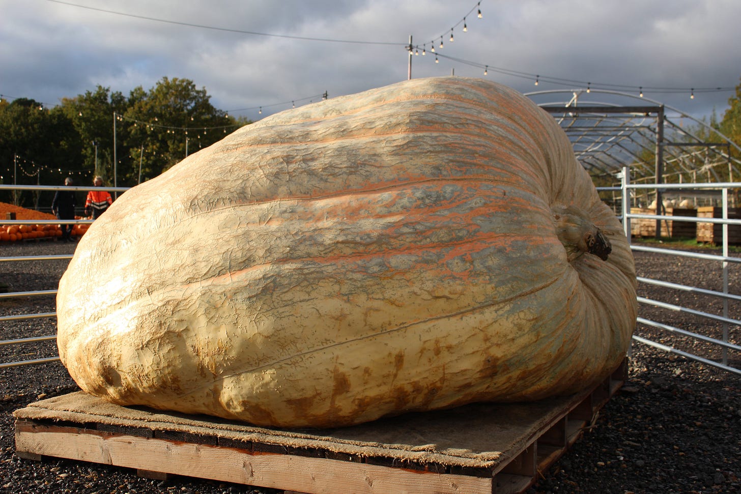 The world's biggest pumpkin on a wooden pallet