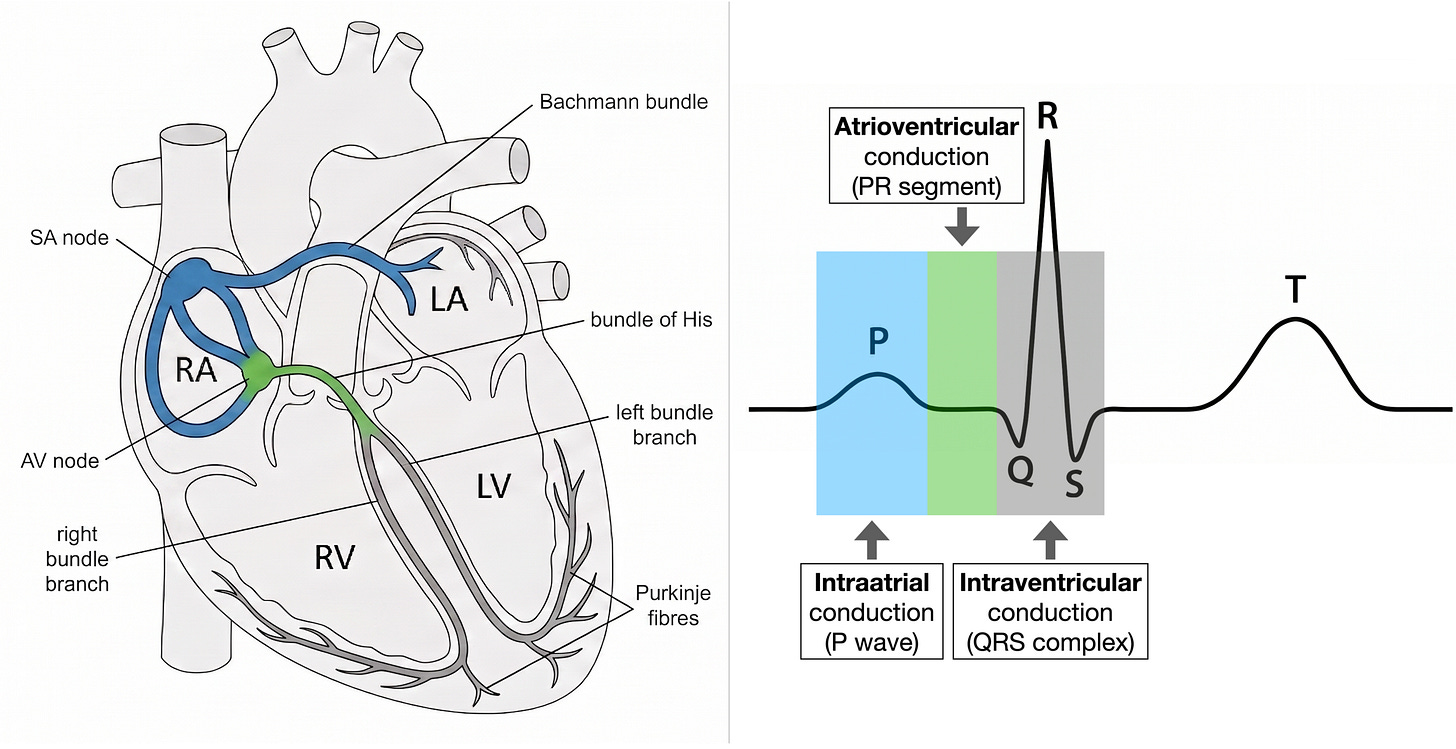 Cardiac conduction system mapped to the ECG: SA node and Bachmann bundle, AV node and bundle of His, bundle branches and Purkinje fibres aligned with P wave, PR segment, and QRS complex