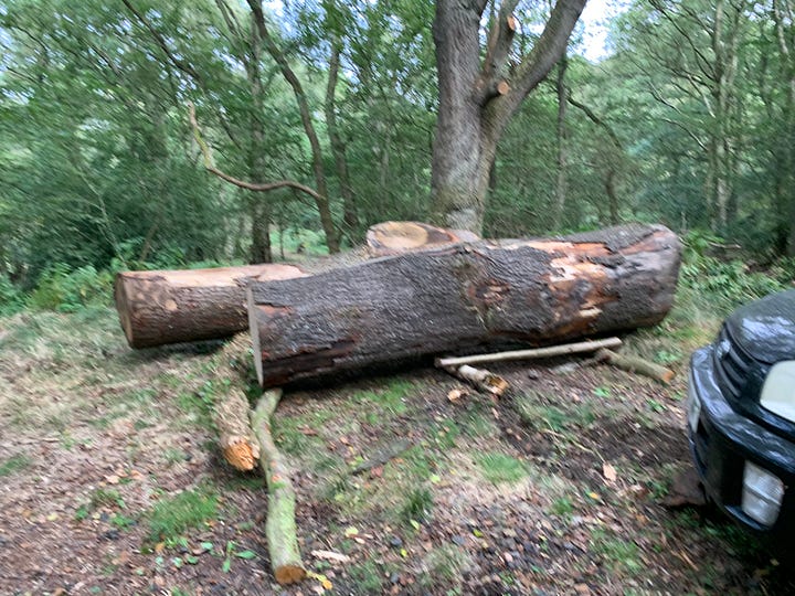 The logs are in their final place and ready to be milled.