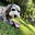 Carol Kocivar's avatar