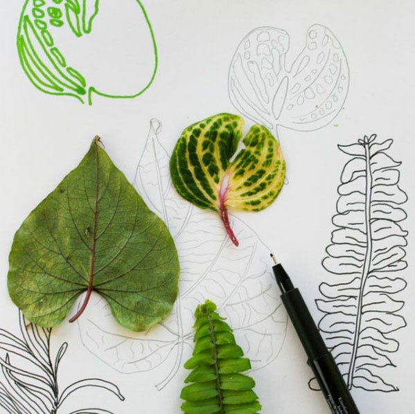 sketchbook leaf drawings for 52 weeks of nature inspired art