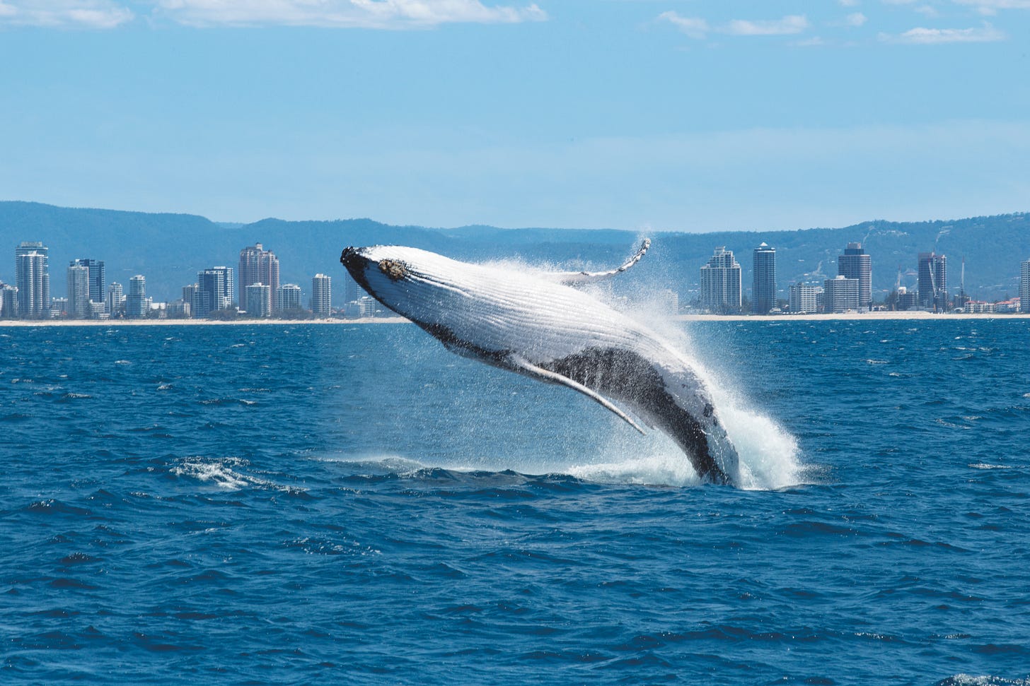 Humpback whale breaching on the Gold Coast | facts about humpback whales Queensland Humpback whale breaching on the Gold Coast | facts about humpback whales Queensland