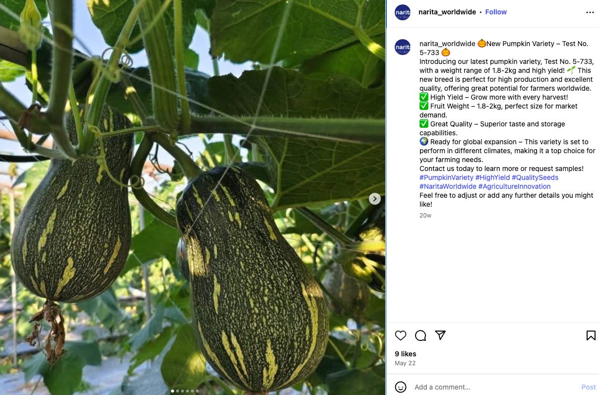 Green squash-like shaped pumpkin