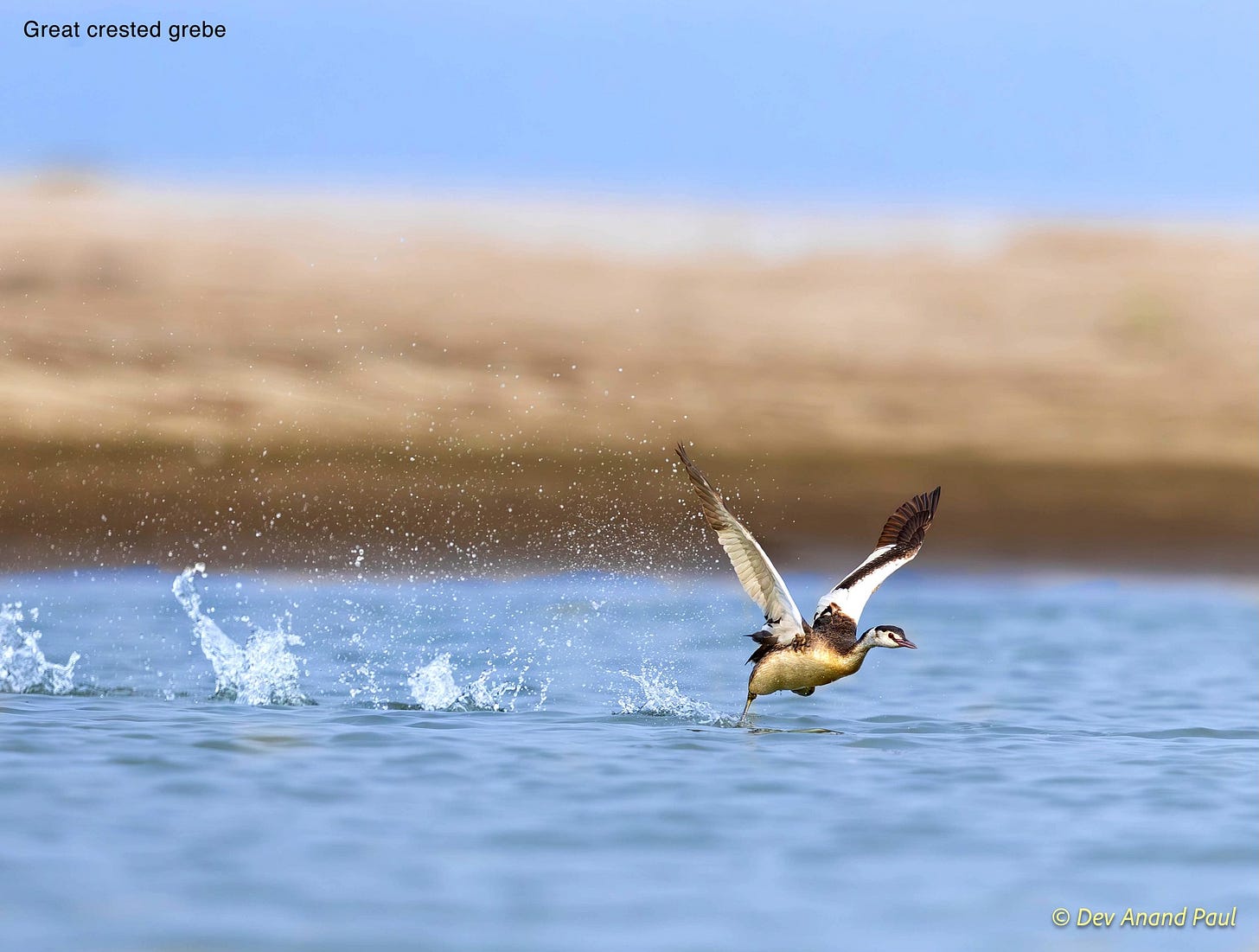 May be an image of grebe, wading bird and sea bird