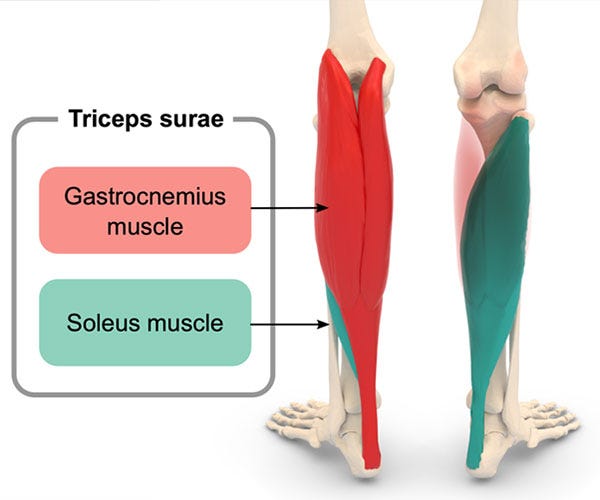 Calf Pain | Is it Soleus or Gastrocnemius Strain?
