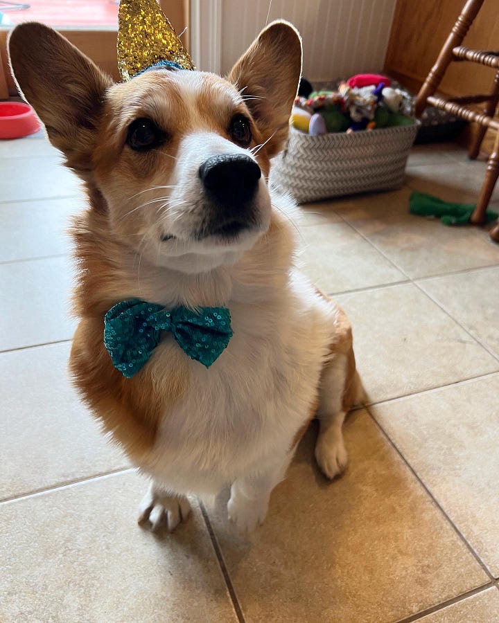 Left: photo of a white and red corgi with a sparkly bowtie and party hat. Right: the same corgi is licking his lips after eating a treat.
