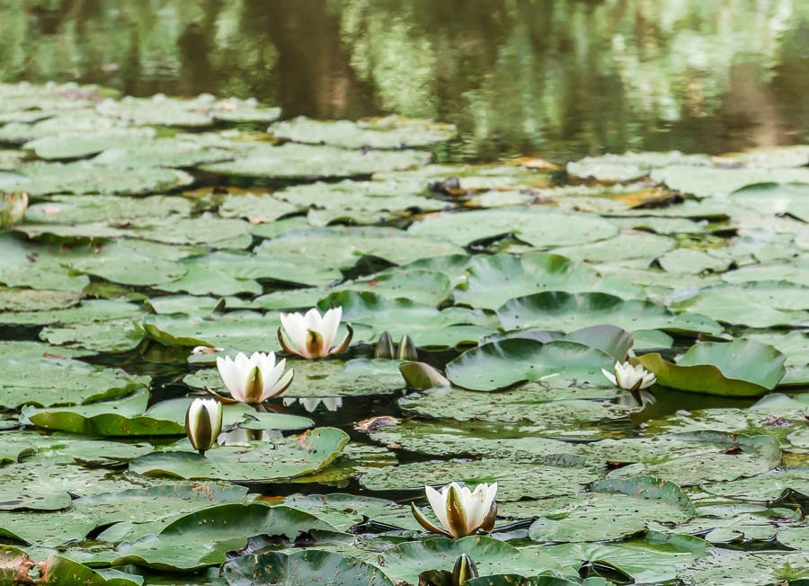 water lilies lake