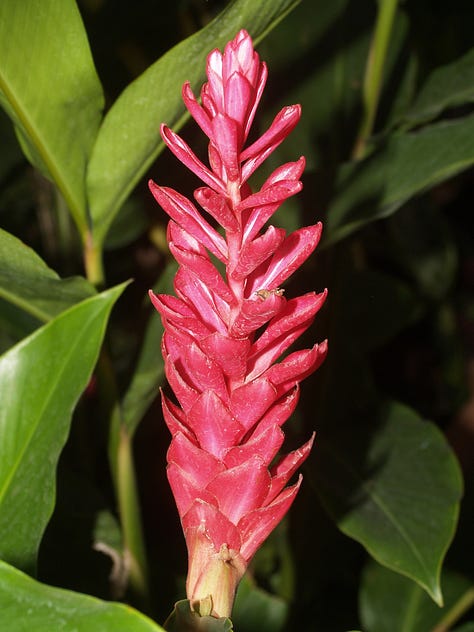 Ginger plant, rhizome (root) fresh and dried left to right