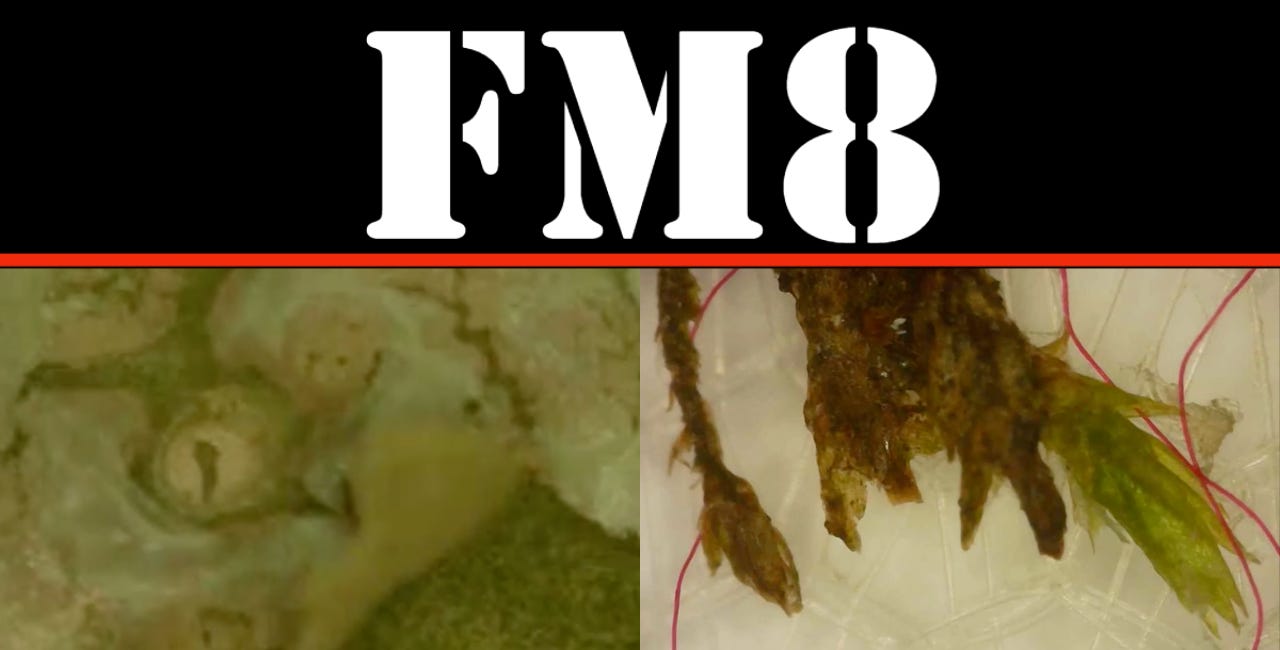 PSEUDOPLANT LIFE - FIBERS - FOOD 