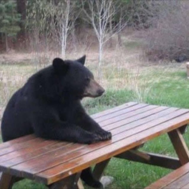 problembear’s Newsletter