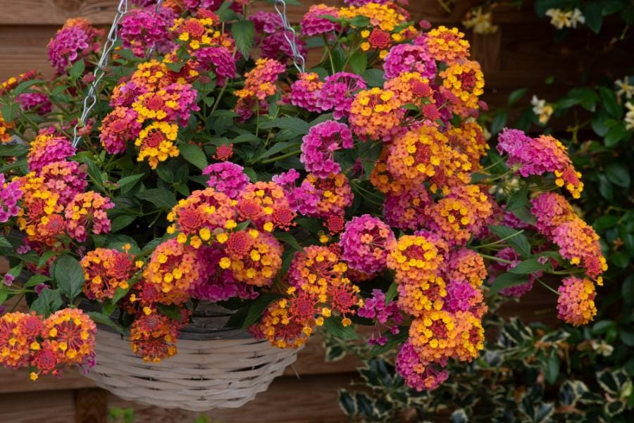 rhododendron bloom champion Rhodoleia Championii 25/250/500 Seeds, Rare Protected Shrub Tree Hong