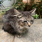 Utilitarianism for Animals, Kantianism for Humans