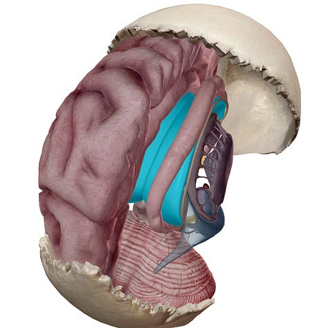 location of corpus callosum