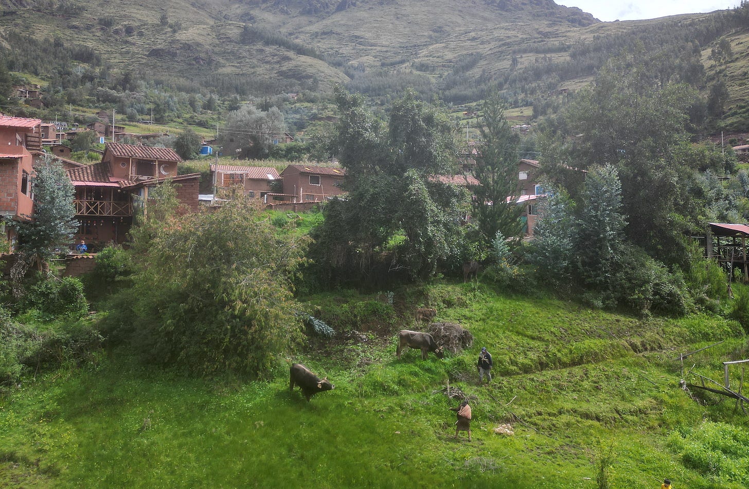 Photo of woman and cattle in the Sacred Valley of Peru
