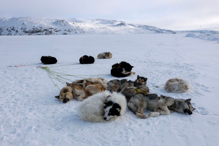 A pack of sled dogs rests on snow. A pack of sled dogs rests on snow.