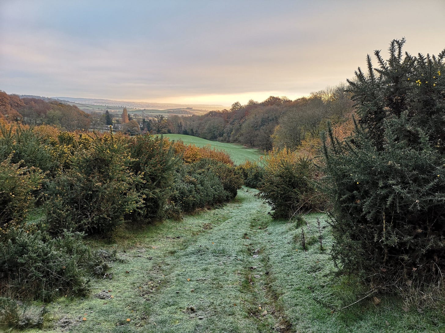 Track Through Wild Scrub in Exeter's Dawlish Park