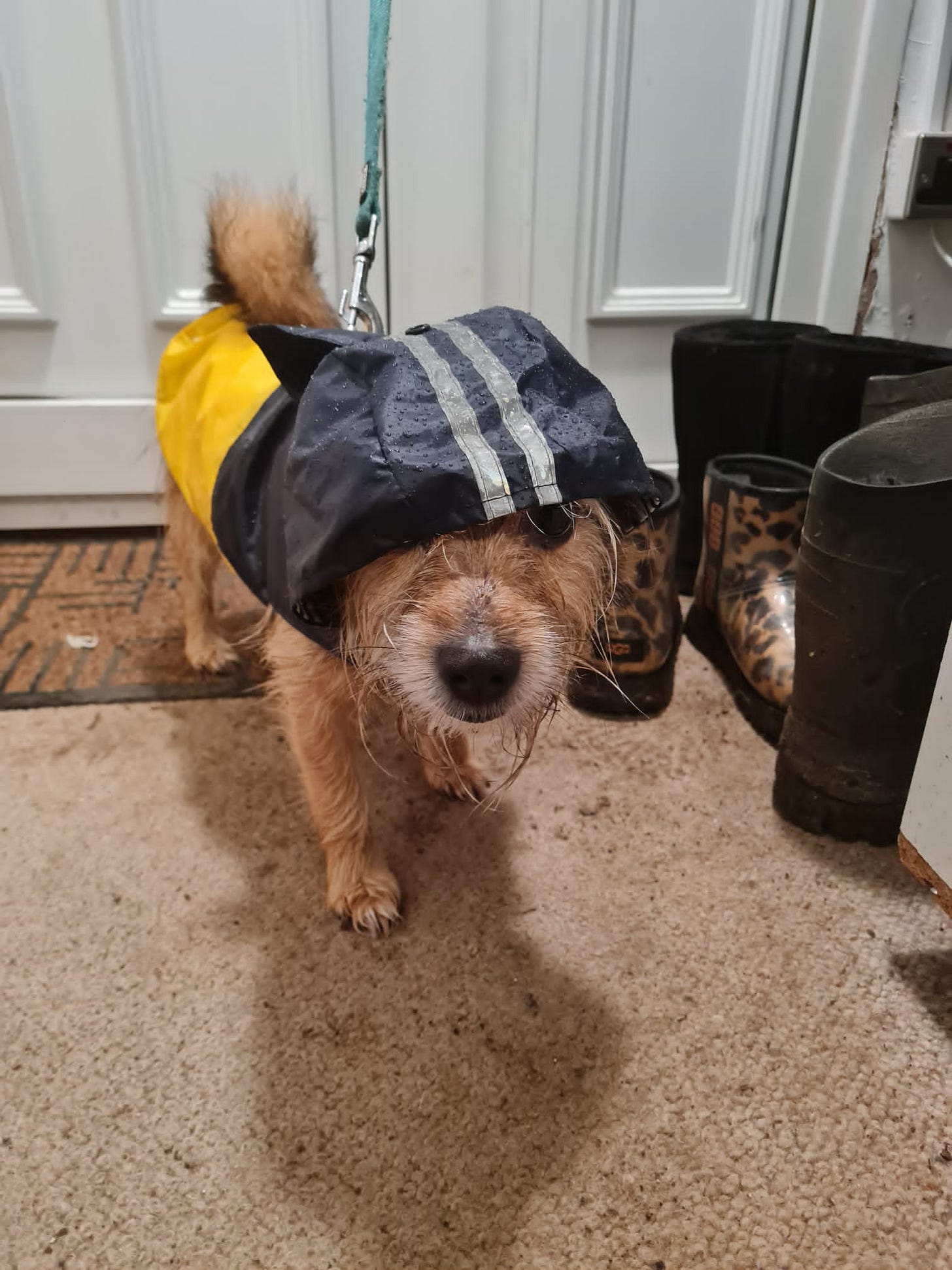 Nesta the dog, in a raincoat drenched but still standing