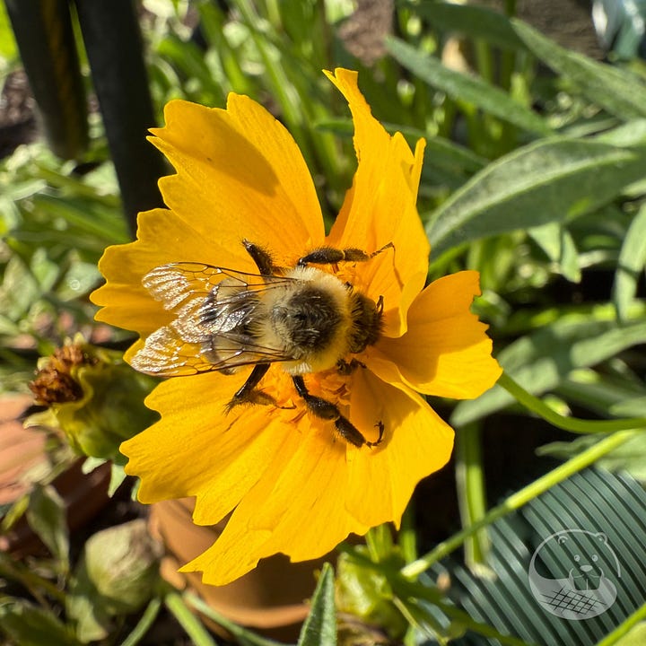 paper wasp with meat wad and a bumble bee on a yellow flower