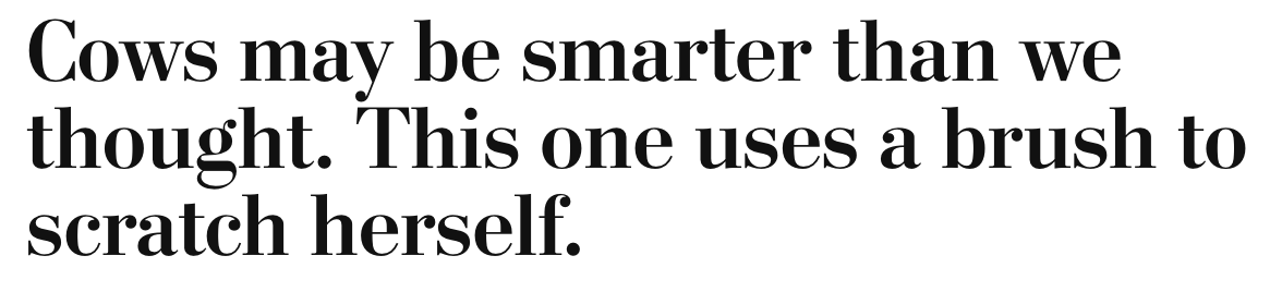 Cows may be smarter than we thought. This one uses a brush to scratch herself.