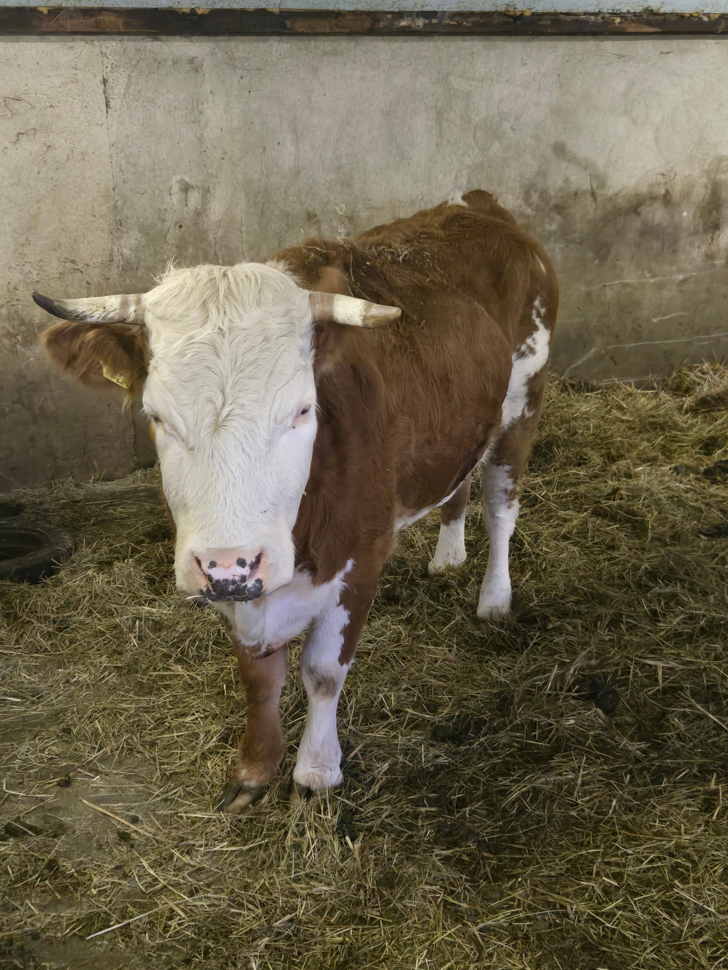 A brown and white cow standing in hay
