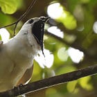 The world's loudest bird