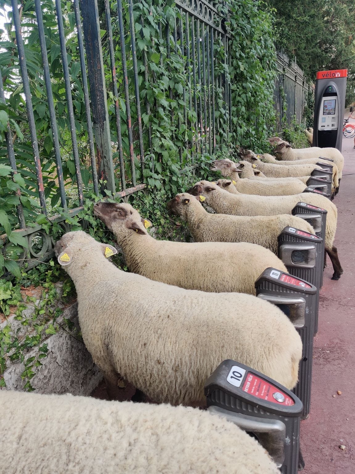 des moutons en rangée sur une borne de velo en libre service. On dirait qu'ils ont remplacé les velos.