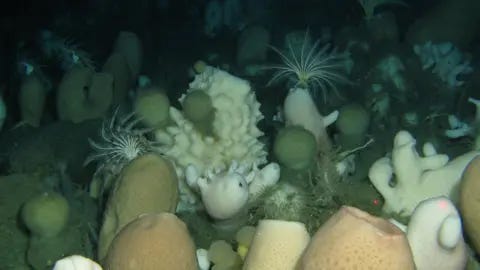 AWI/Tomas Lundalv Glass sponges