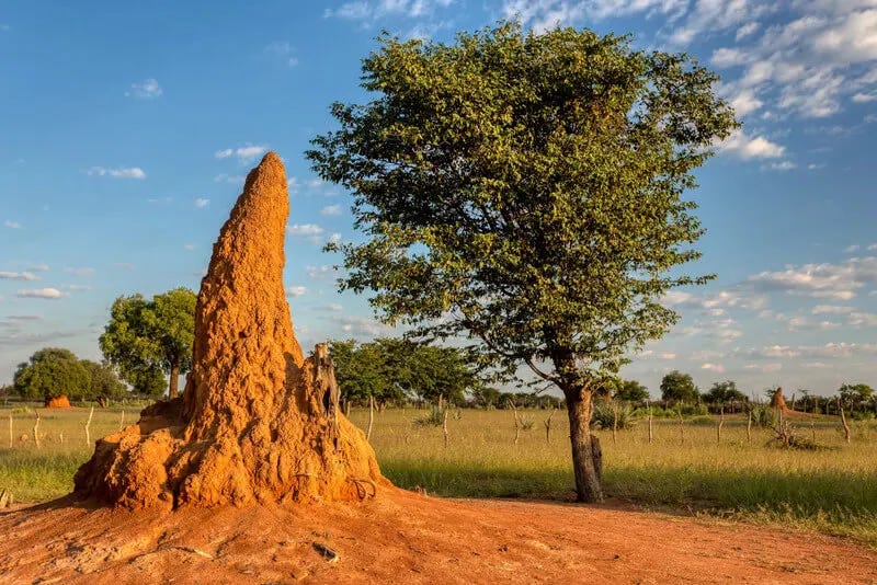 Torre de tierra de un termitero
