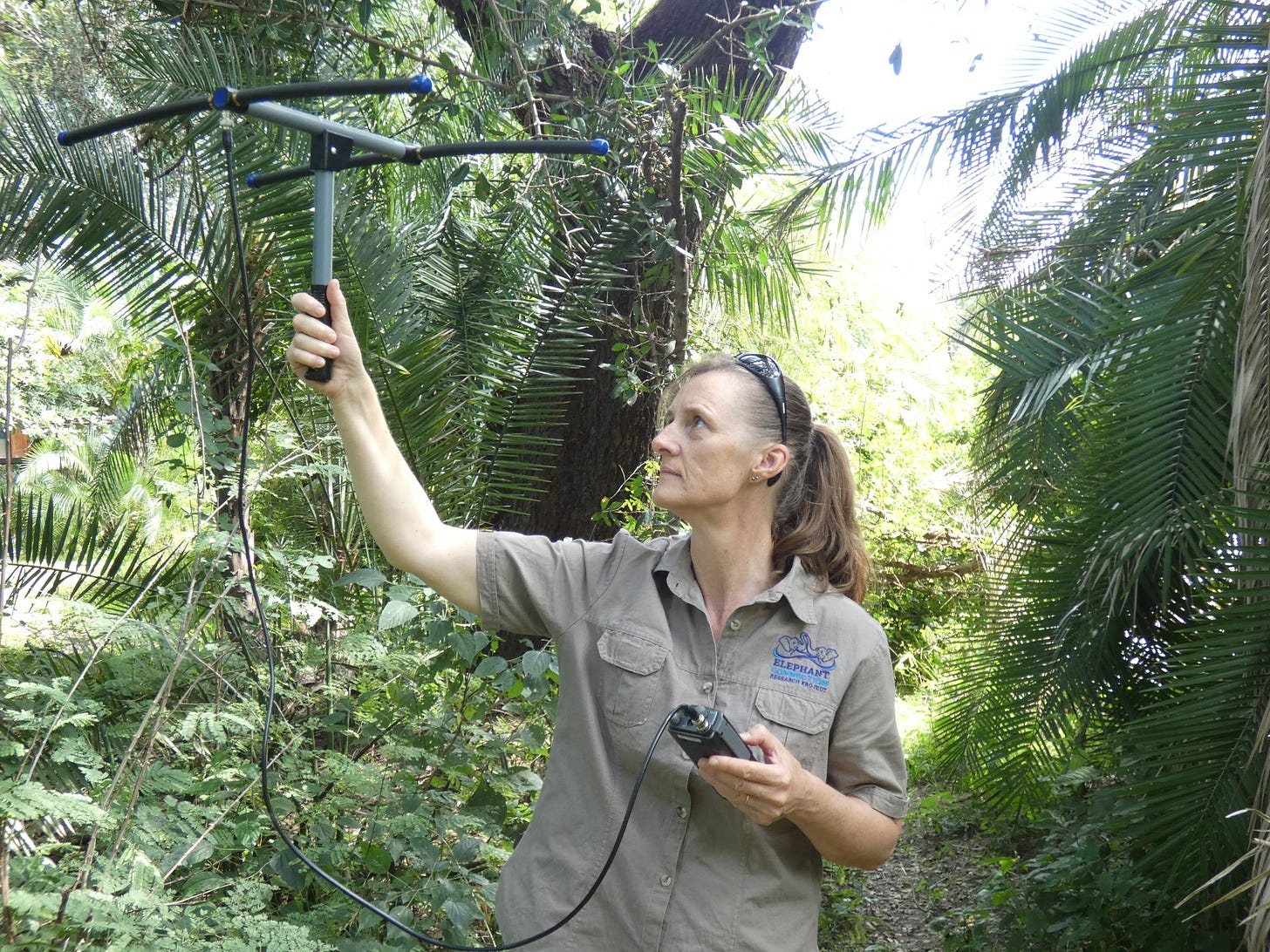 Elephant Connection founder Kerryn Carter holds a receiver on Sekoma Island, on the Zambezi River. Elephant Connection founder Kerryn Carter holds a receiver on Sekoma Island, on the Zambezi River.