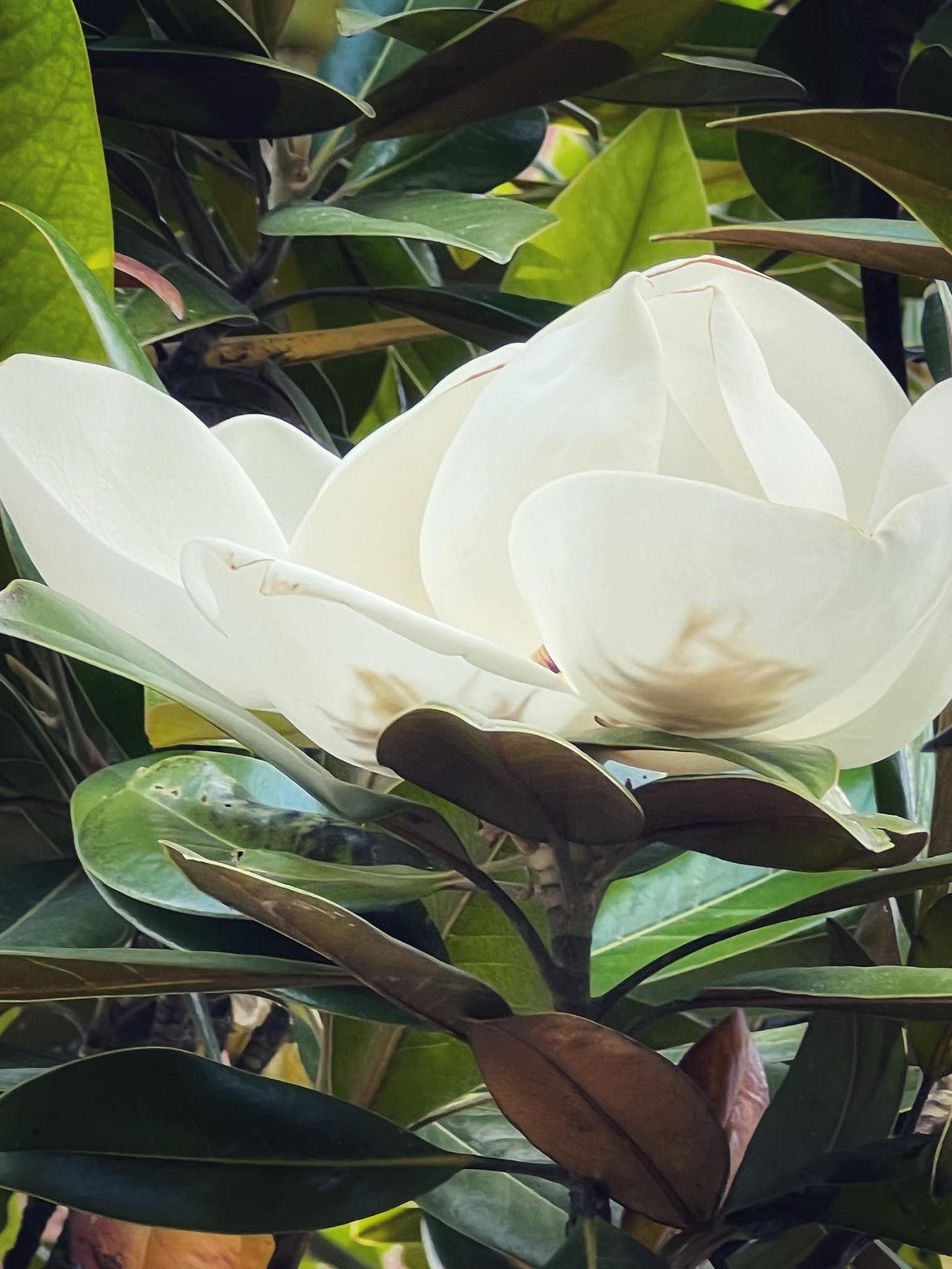 May be an image of flower
