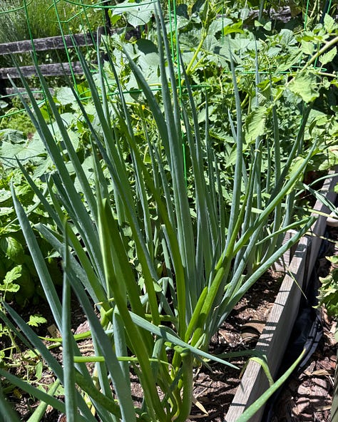Photos of bunching onions, a zucchini forming, and green pole beans. ns