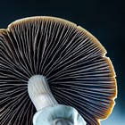 Magic Mushrooms for Postpartum Depression