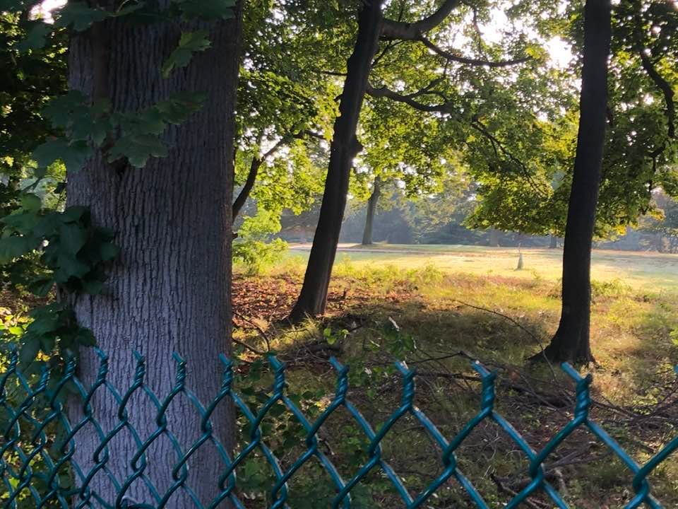 May be an image of tree, fog and grass