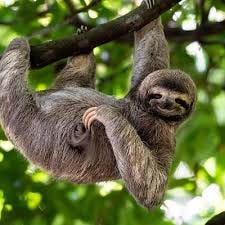 World Wildlife Fund | WWFGifts Catalog