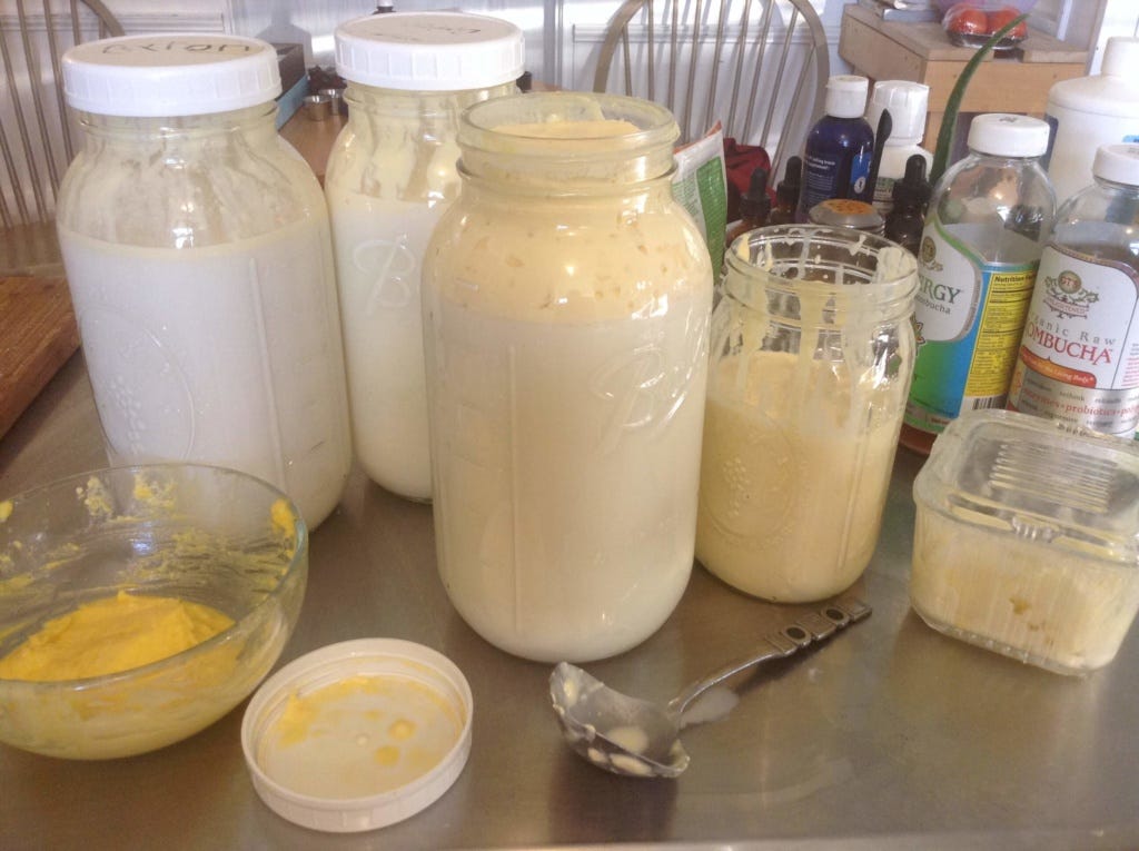 homemade cottage cheese how-to homemade cottage cheese how-to