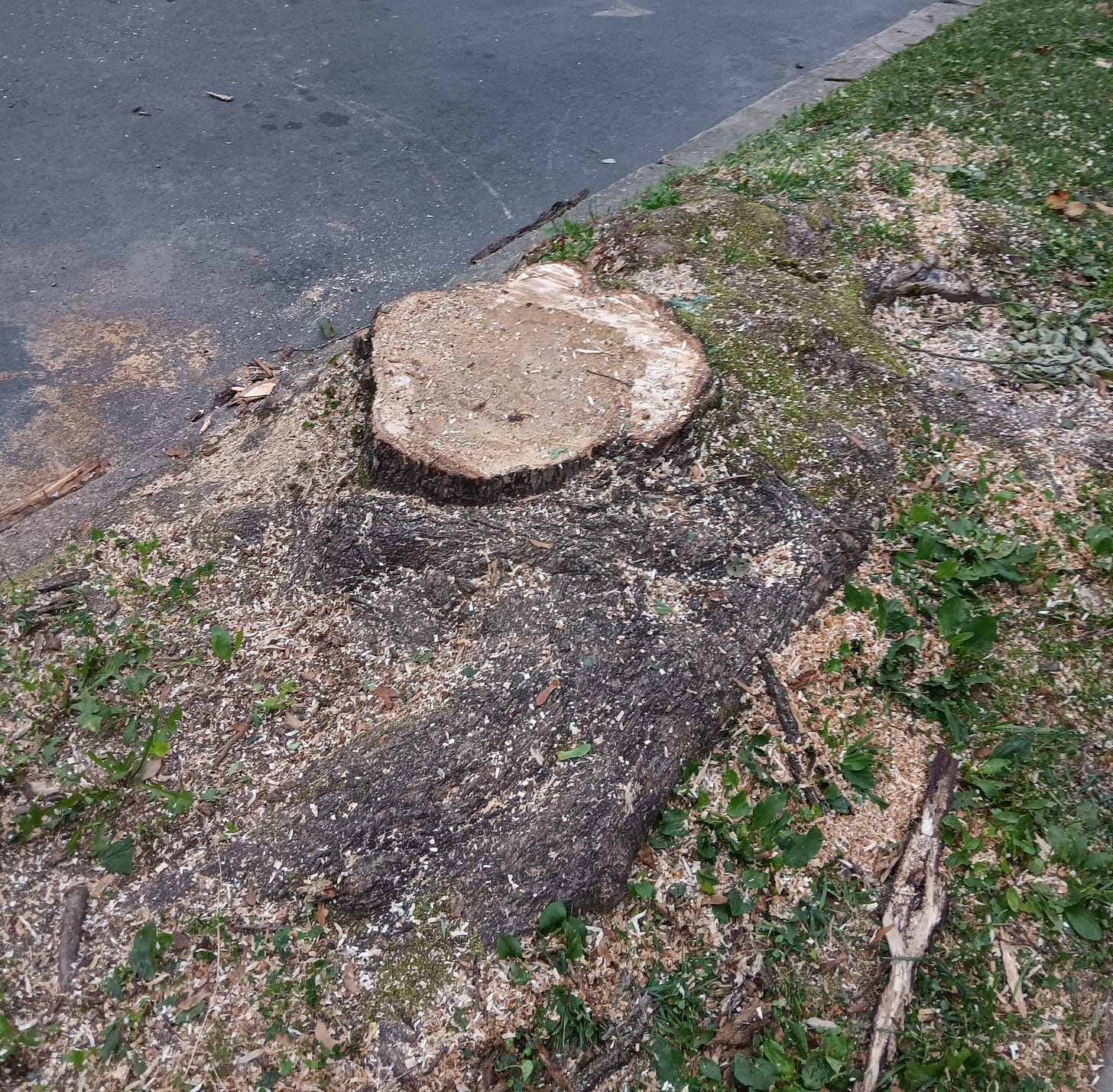 Stump of a silver maple next to a street.