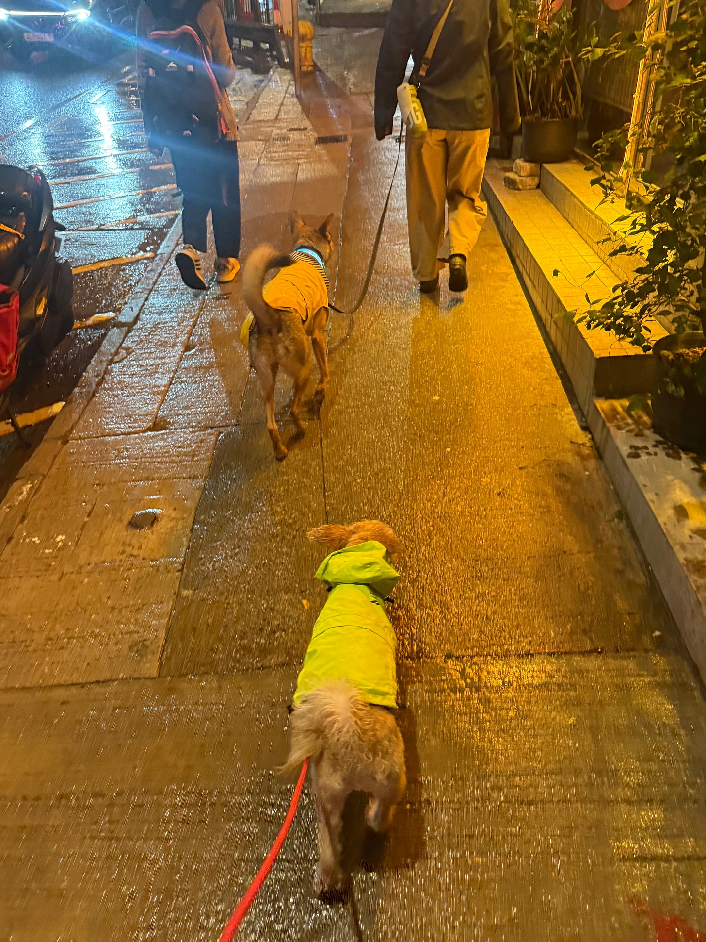 Pet parents walking their dogs during a thunderstorm