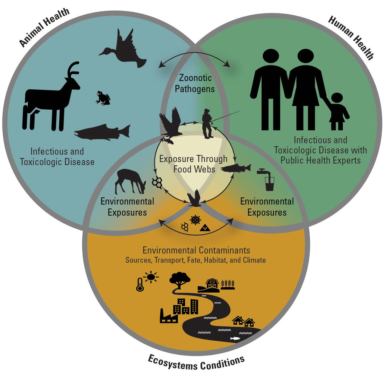 A Venn diagram showing the interrelationships between animal health, human health, and ecosystem conditions. The center of the diagram where all three circles meet is labeled "exposure through food webs. The overlap between human and animal health is labeled "zoonotic pathogens." The overlaps between ecosystem conditions and animal and human health are labeled "environmental exposures." 