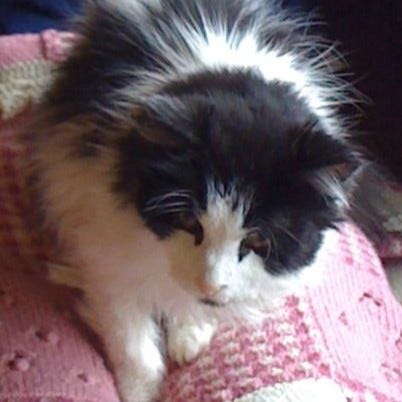 A gallery of three close cropped head photos of Spot from images from the post.