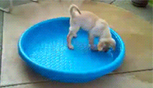 GIF image of a puppy sliding around inside a blue plastic wading pool, turning it over, and running away, still under the pool GIF image of a puppy sliding around inside a blue plastic wading pool, turning it over, and running away, still under the pool