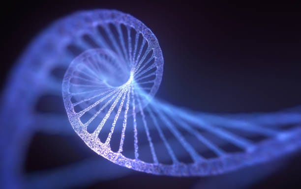 dna genetisk molekylär struktur spiral - nucleotide bildbanksfoton och bilder