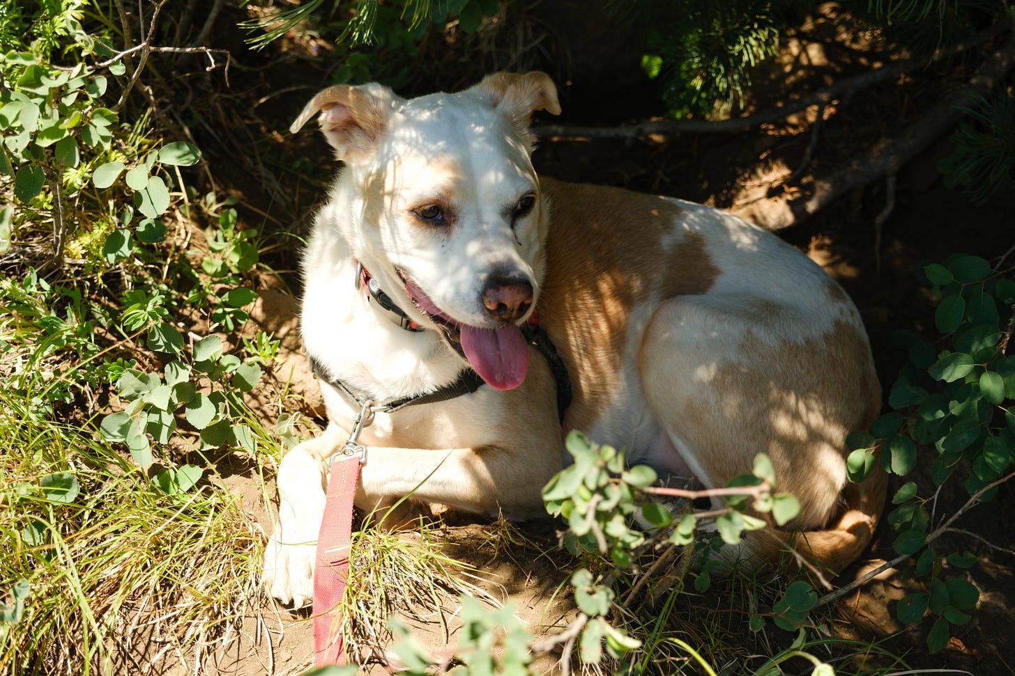 A tan and white dog with its tongue hanging out rests in a shady spot along an exposed mountain trail.