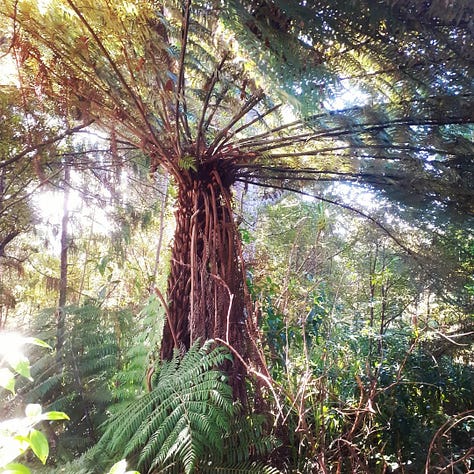 Dr Vicki Connop seated on a yoga mat beside photographs of the lush Waitākere Ranges and a towering native tree fern in West Auckland.