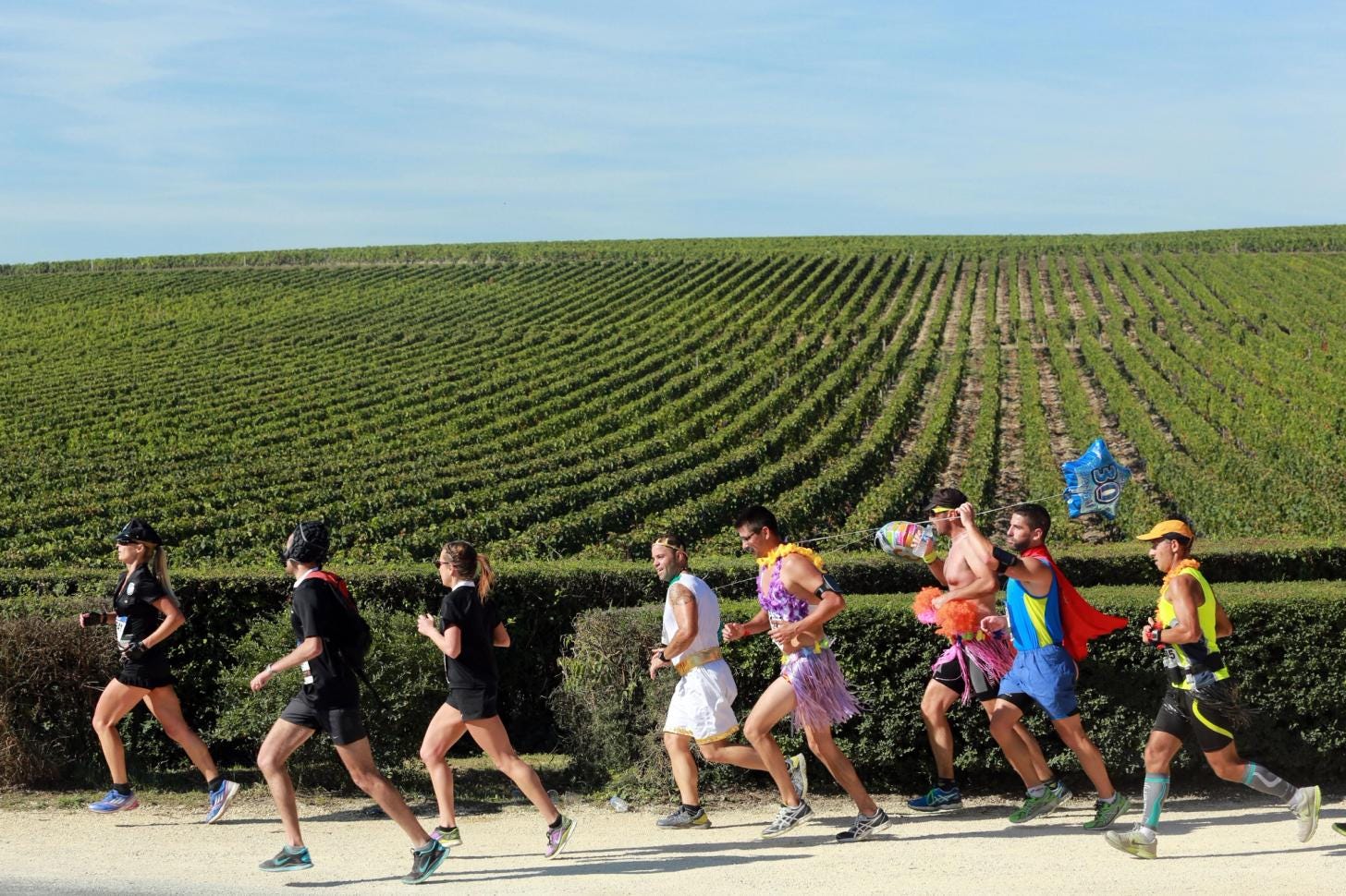 Marathon du Médoc runners threading through Bordeaux vineyards Marathon du Médoc runners threading through Bordeaux vineyards